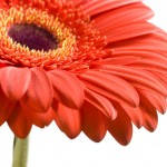 gerbera