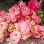 Ranunculus