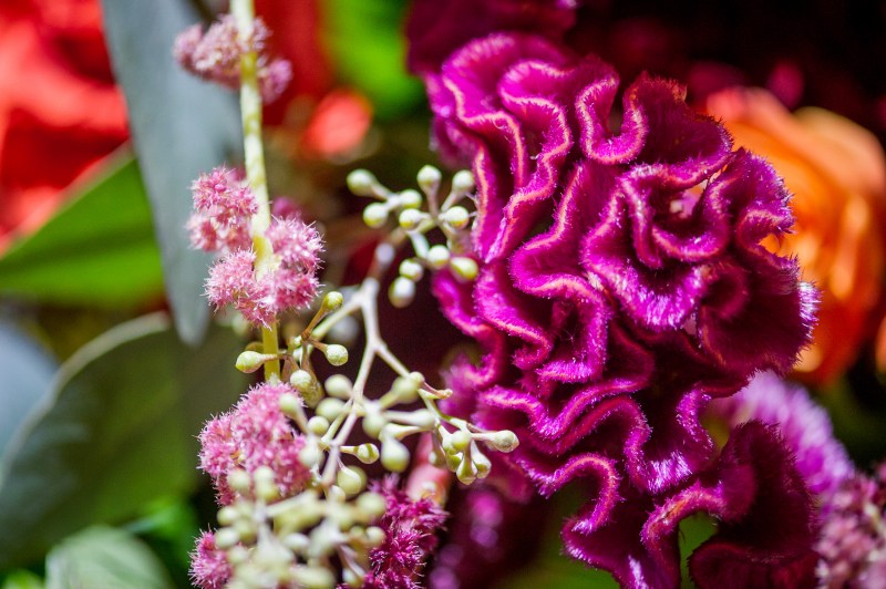 Close-up of magenta celosia and seeded eucalyptus in a mehndi arrangement by GPS Decors